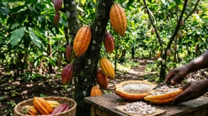 Cacau: O Guia Completo — Do Cultivo aos Benefícios do Theobroma Cacao no Brasil